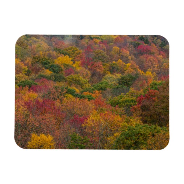 Lövskog i Randolph County, West Virginia Magnet (Horisontell)