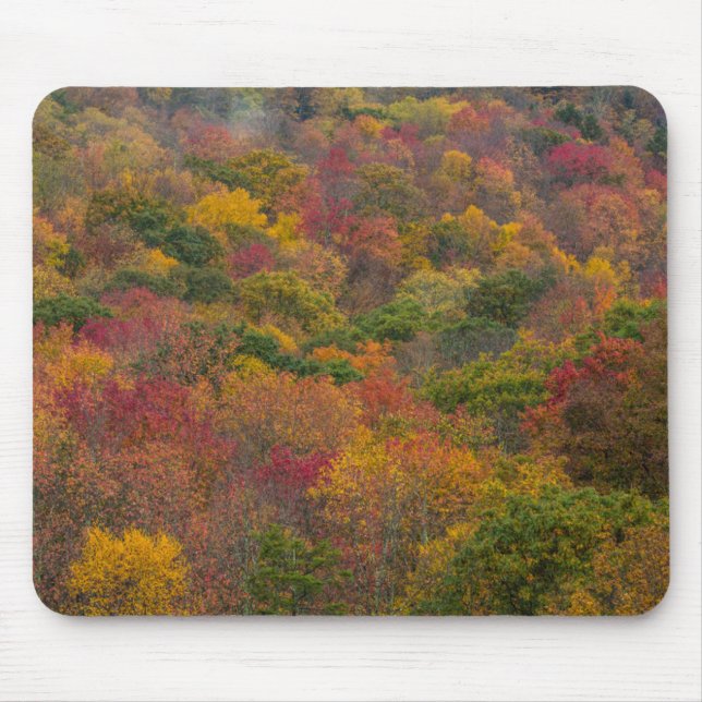 Lövskog i Randolph County, West Virginia Musmatta (Framsidan)