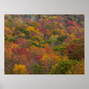 Lövskog i Randolph County, West Virginia Poster