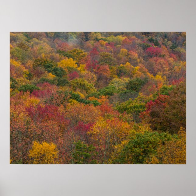 Lövskog i Randolph County, West Virginia Poster (Framsidan)
