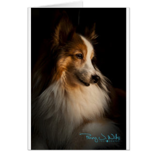 Low Nyckel Shetland Sheepdog Hälsningskort