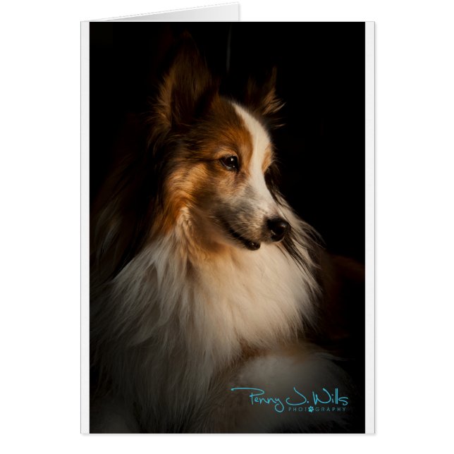 Low Nyckel Shetland Sheepdog Hälsningskort (Framsidan)