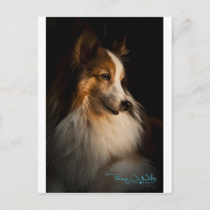 Low Nyckel Shetland Sheepdog Vykort