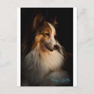 Low Nyckel Shetland Sheepdog Vykort