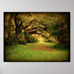 Lowcountry levande Oakaffisch Poster