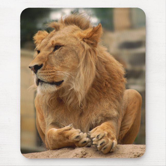 Löwe mit Punkerfrisur Musmatta (Framsidan)