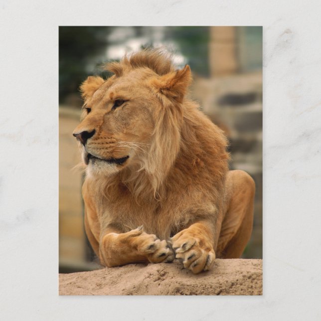 Löwe mit Punkerfrisur Vykort (Framsida)