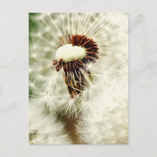 Löwenzahn 2012 vykort