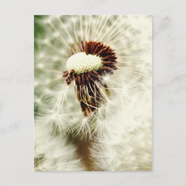 Löwenzahn 2012 vykort (Framsida)