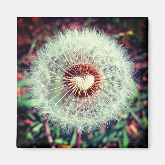 Löwenzahn Magnet (Framsidan)