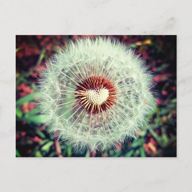 Löwenzahn Vykort (Framsida)