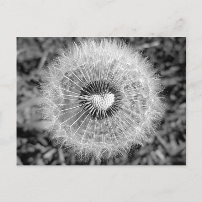 Löwenzahn Vykort (Framsida)