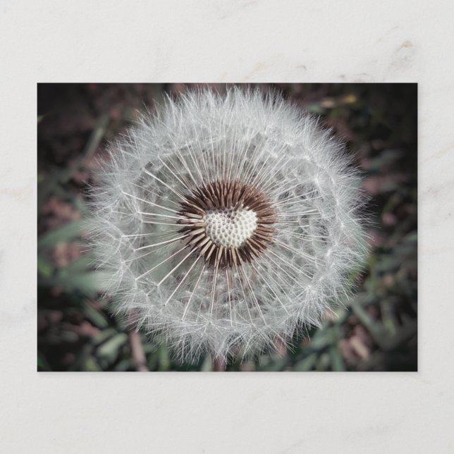 Löwenzahn Vykort (Framsida)