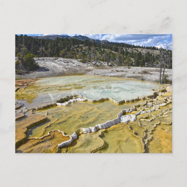 Lower Minerva Terrace, nationalparken Yellowstone Vykort (Framsida)