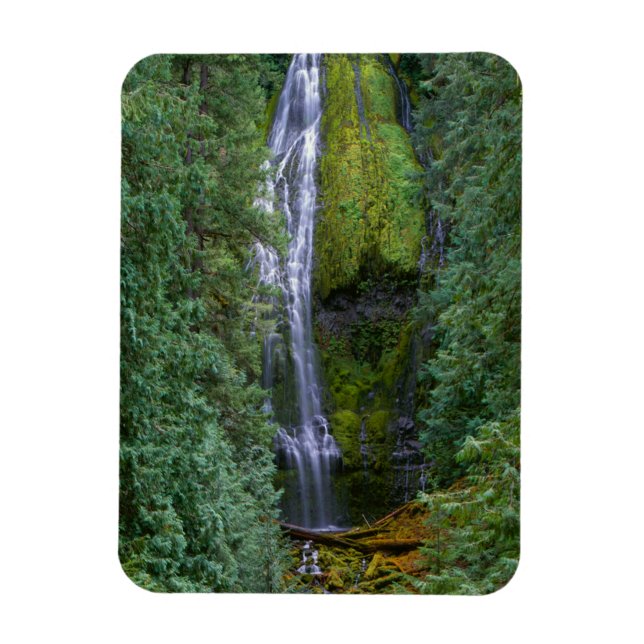 Lower Proxy Falls | Willamette National Forest Magnet (Vertikal)