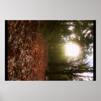 Lower Woodland Poster