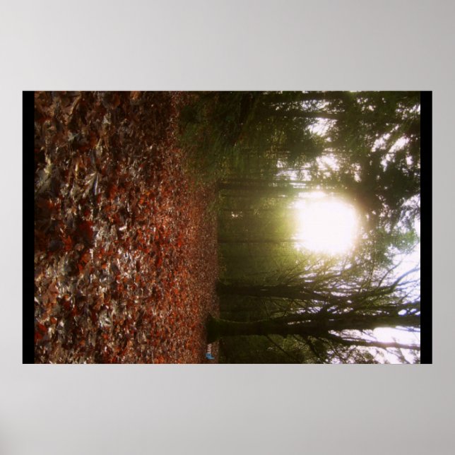 Lower Woodland Poster (Framsidan)