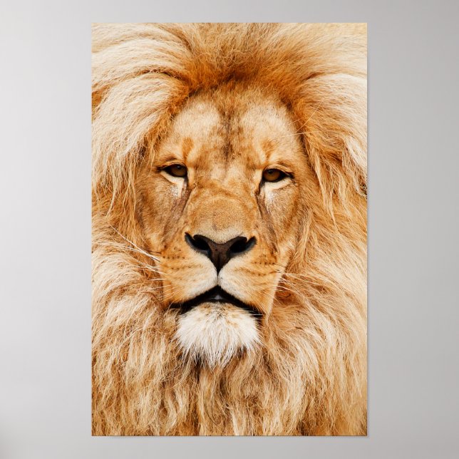 Löwhuvudduktryck Poster (Framsidan)