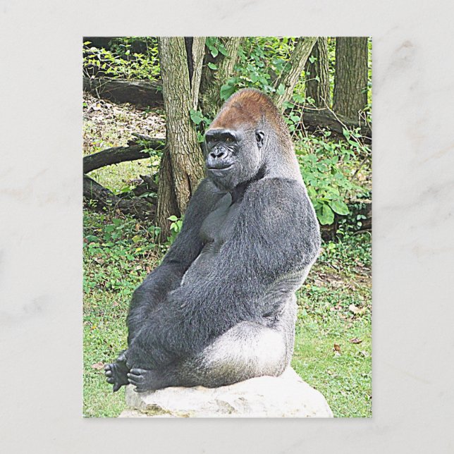 Lowland Gorilla i Sitta Pose Vykort (Framsida)