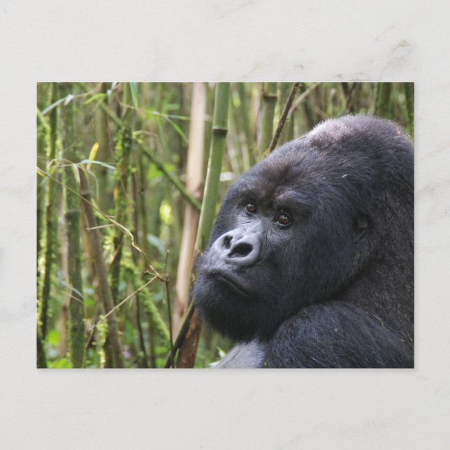 Lowland Gorilla Postcard Vykort (Framsida)