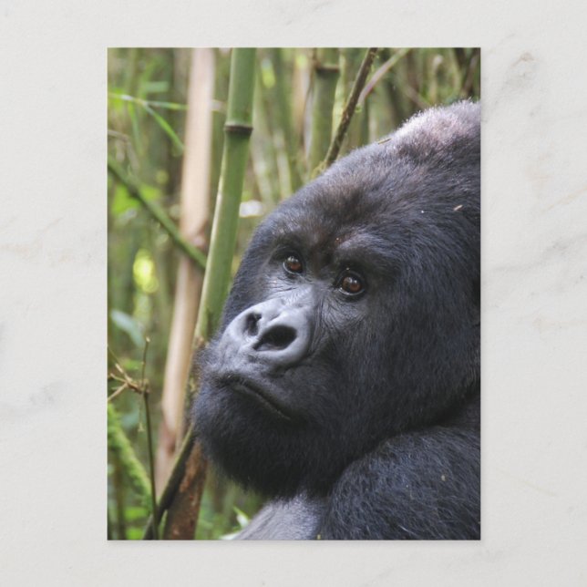 Lowland Gorilla Postcard Vykort (Framsida)