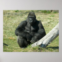 Lowland Gorilla