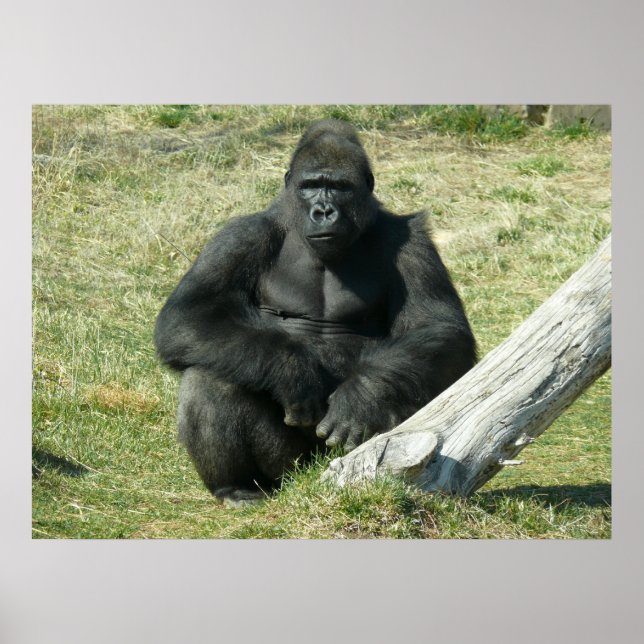 Lowland Gorilla Poster (Framsidan)