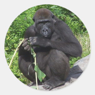 Lowland Gorilla Runt Klistermärke