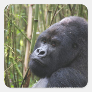 Lowland Gorilla Stickers Fyrkantigt Klistermärke