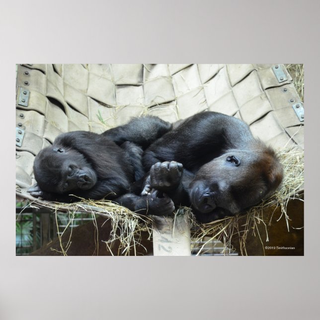Lowland Gorillas Napping Poster (Framsidan)