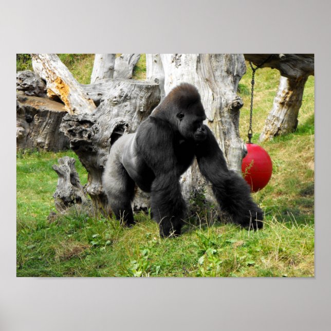Lowland Silback gorilla Poster (Framsidan)