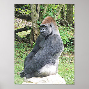 Lowlandgorillan i sitta poserar poster