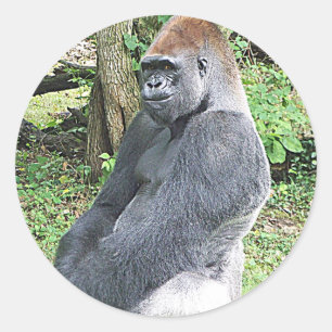 Lowlandgorillan i sitta poserar runt klistermärke