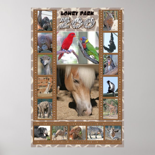 Lowry Park Zoo Poster (Framsidan)