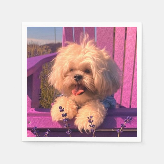 Loyal, Fluffy Shih Tzu Toy Puppy, Happy Dog Sits Pappersservett (Framsidan)