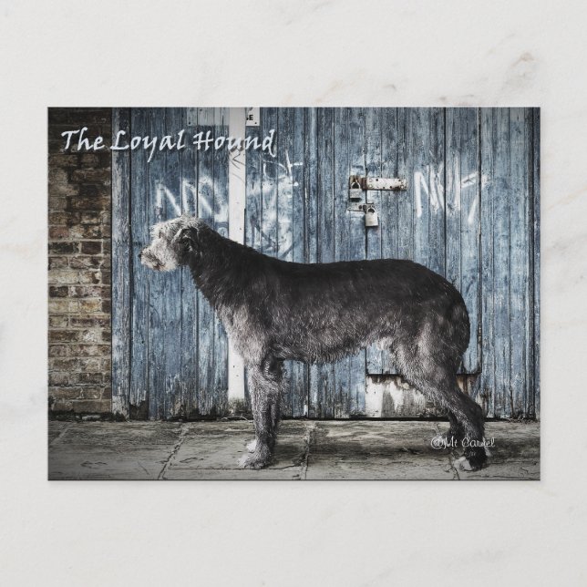 Loyal Hound Vykort (Framsida)