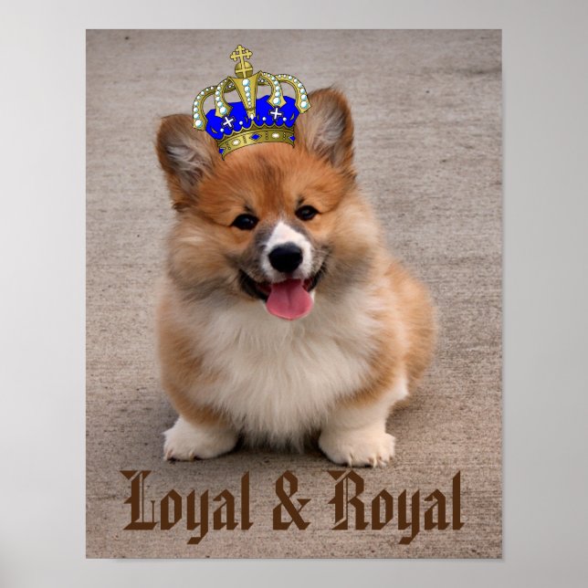 Loyal och Royal Corgi Puppy Poster (Framsidan)
