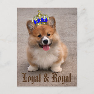 Loyal och Royal Corgi Puppy Vykort