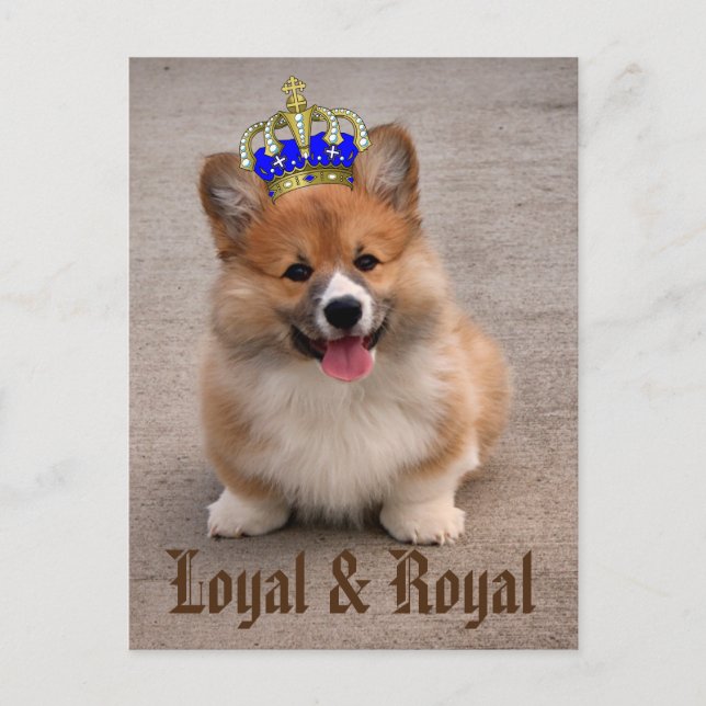 Loyal och Royal Corgi Puppy Vykort (Framsida)
