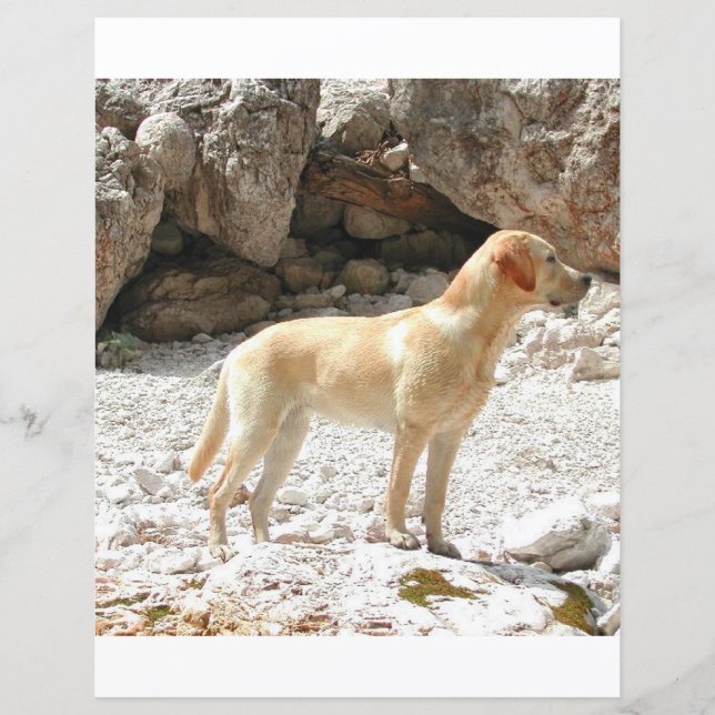 LR gul lab fullt (Framsida)