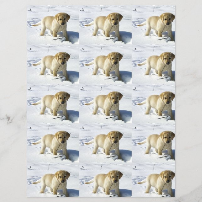 LR gul lab valp i snö (Framsida)