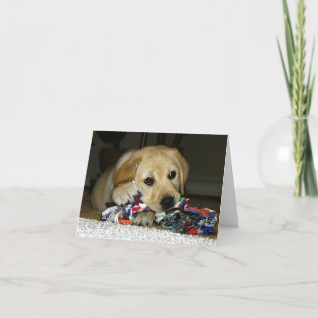 LR gul lab valp med leksak Kort (Framsida)