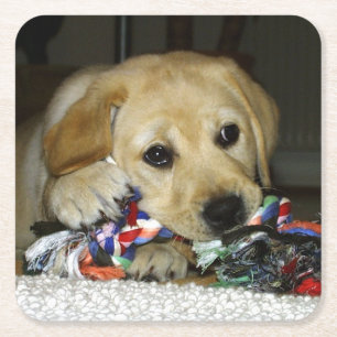 LR gul lab valp med leksak Underlägg Papper Kvadrat