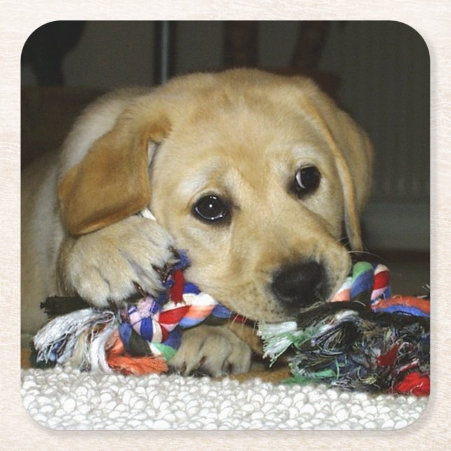 LR gul lab valp med leksak Underlägg Papper Kvadrat (Framsidan)