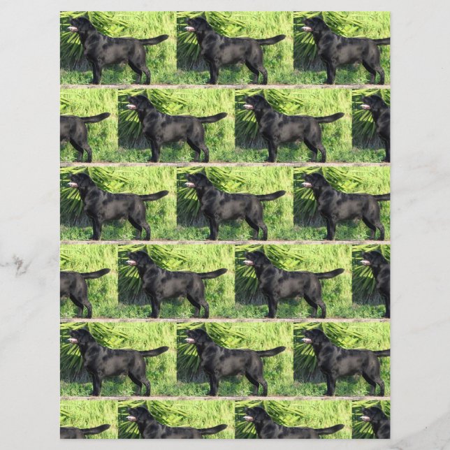 LR svart lab fullt (Framsida)