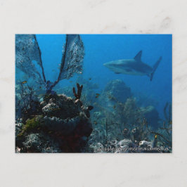 Ltd Edition Bahamian Reef Sharks Vykort