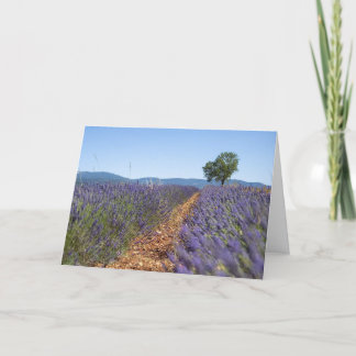 Luberon Lavendelfält, Provence, Frankrike - Kort
