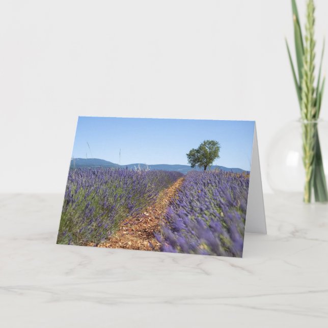 Luberon Lavendelfält, Provence, Frankrike -  Kort (Framsida)