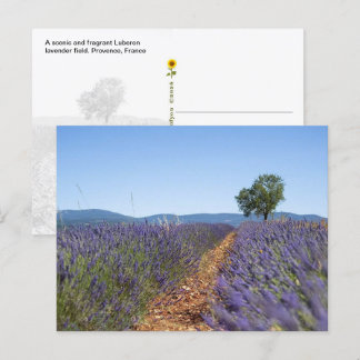 Luberon Lavendelfält, Provence, Frankrike - Vykort