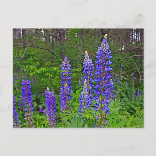 Lubiner Vykort (Framsida)